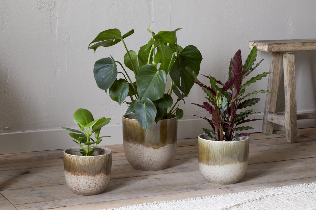 Three nkuku Almeida Reactive Glaze Plant Pots in Olive & Natural, each holding a potted houseplant, are arranged on a wooden floor beside a rustic bench against a light-colored wall.