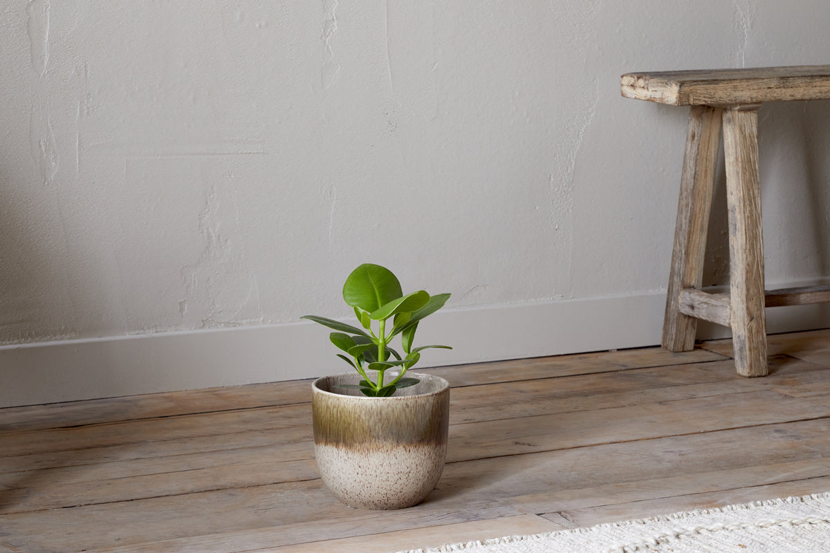An Almeida Reactive Glaze Plant Pot - Olive & Natural by nkuku holds a small green plant, resting on a wooden floor beside a rustic bench against a light wall.