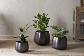 Three leafy green houseplants in nkuku Maliki Plant Pots - Aged Bronze of different sizes are arranged on a light wooden floor before a textured wall, next to a rustic wooden cabinet holding books and decor.