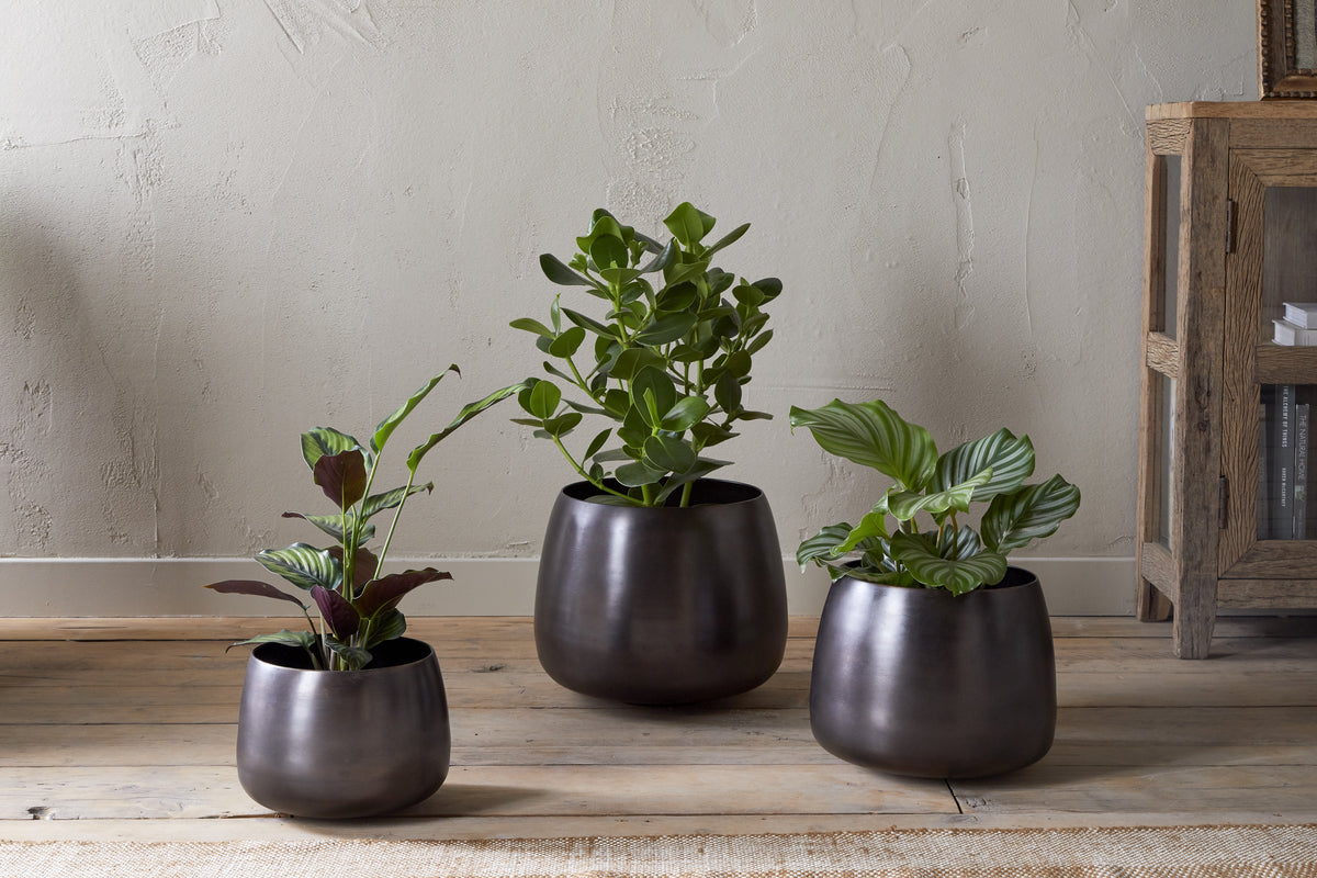 Three leafy green houseplants in nkuku Maliki Plant Pots - Aged Bronze of different sizes are arranged on a light wooden floor before a textured wall, next to a rustic wooden cabinet holding books and decor.