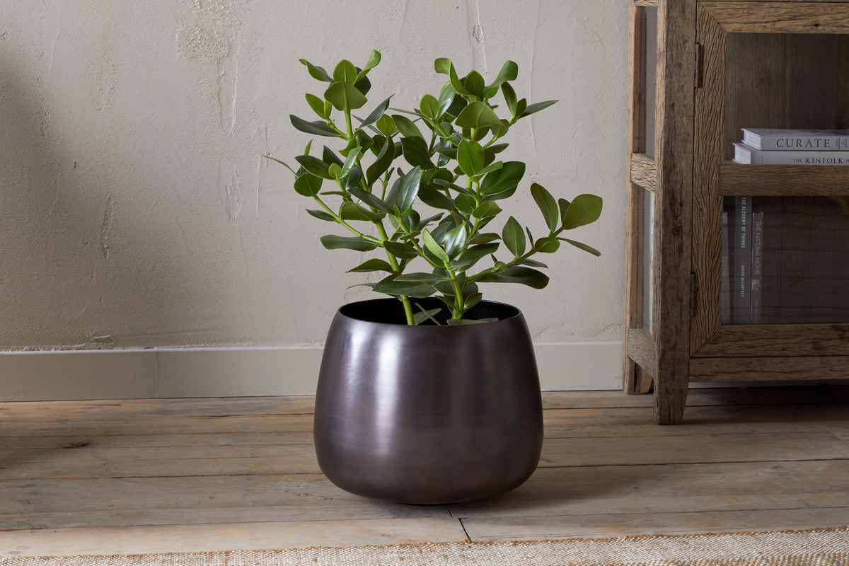 A leafy green houseplant with thick, oval leaves sits in the nkuku Maliki Plant Pot - Aged Bronze on a wooden floor beside a rustic bookshelf, all set against a beige textured wall.