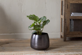 A lush green houseplant with large, wavy leaves is displayed in the nkuku Maliki Plant Pot - Aged Bronze on a wooden floor, set against a light beige textured wall and rustic shelving unit with books.