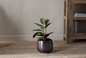A small leafy green houseplant with purple undersides sits in the nkuku Maliki Plant Pot - Aged Bronze on a wooden floor, against a beige textured wall beside a rustic bookshelf partially visible on the right with books.