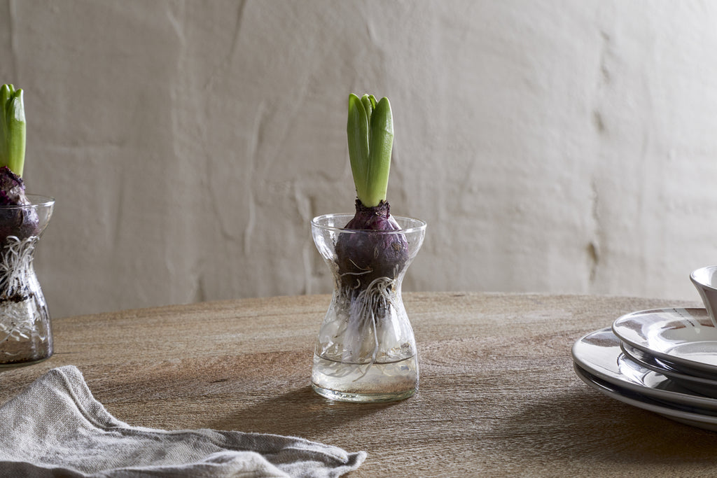 A small bulb with green shoots sits in the clear Enir Hyacinth Vase by nkuku, filled with water on a wooden table. To the left is a gray napkin; to the right, a stack of white plates.