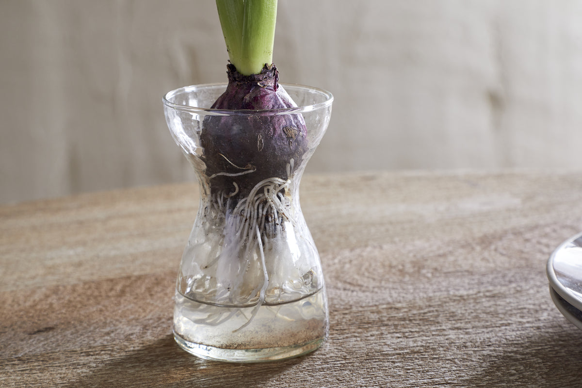 A purple bulb with green leaves and white roots sits in the nkuku Enir Hyacinth Vase - Clear, filled with water. The vase is placed on a light wooden surface against a plain beige background.