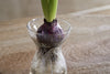 A purple bulb with green shoots and white roots sits in the clear Enir Hyacinth Vase by nkuku, filled with water and placed on a wooden surface against a softly blurred background.