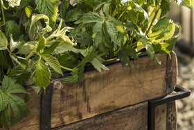 The nkuku Amazzi Indoor Planter Stand in Natural & Black showcases lush green leafy plants in reclaimed wooden planter boxes with metal corners. Sunlight highlights the leaves and weathered wood, creating an inviting indoor plant display.