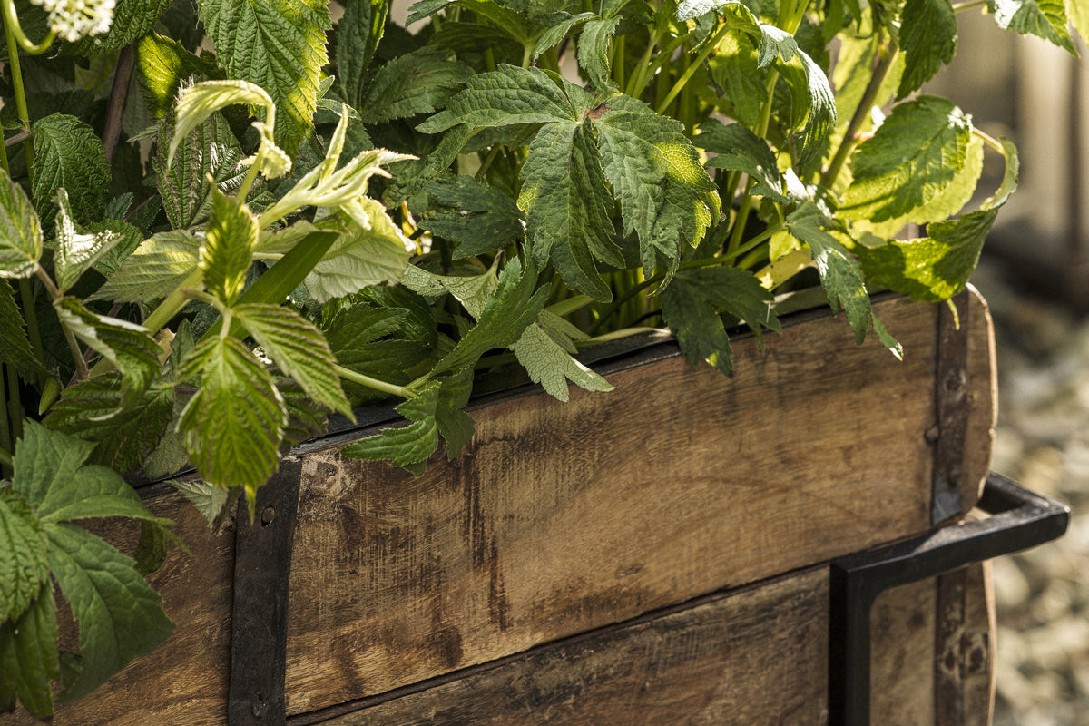 The nkuku Amazzi Indoor Planter Stand in Natural & Black showcases lush green leafy plants in reclaimed wooden planter boxes with metal corners. Sunlight highlights the leaves and weathered wood, creating an inviting indoor plant display.