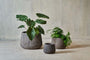 Nkuku Vases & Planters Wampu Wide Planter - Distressed Brown / Black